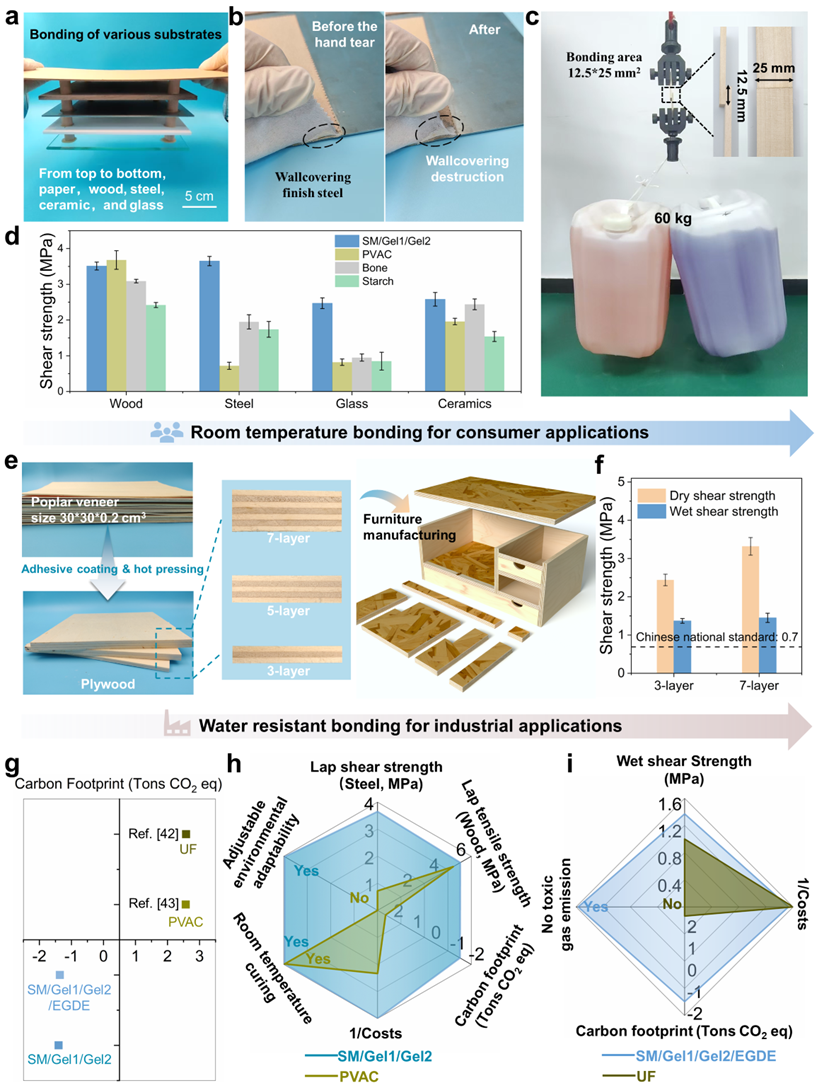 北京林业大学AFM 皮肤启发的可持续经济型植物蛋白基超分子胶黏剂